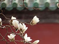 white flower on red background with roof